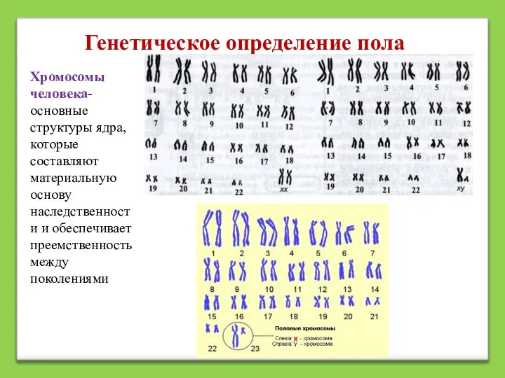 Генетическое определение пола Хромосомы человека- основные структуры ядра, которые составляют материальную