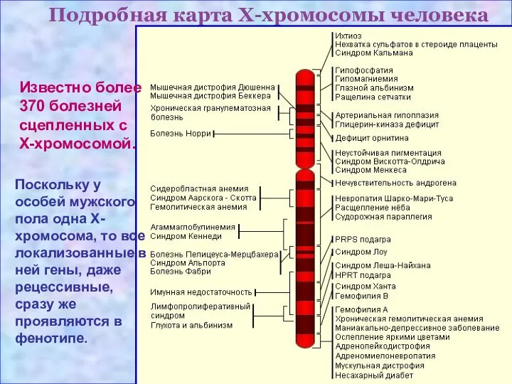 Подробная карта Х-хромосомы человека Известно более 370 болезней сцепленных с Х-хромосомой.