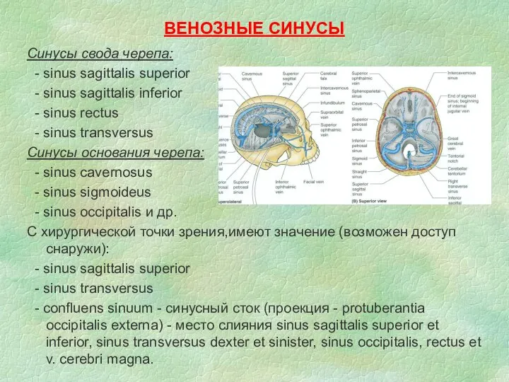 ВЕНОЗНЫЕ СИНУСЫ Синусы свода черепа: - sinus sagittalis superior - sinus