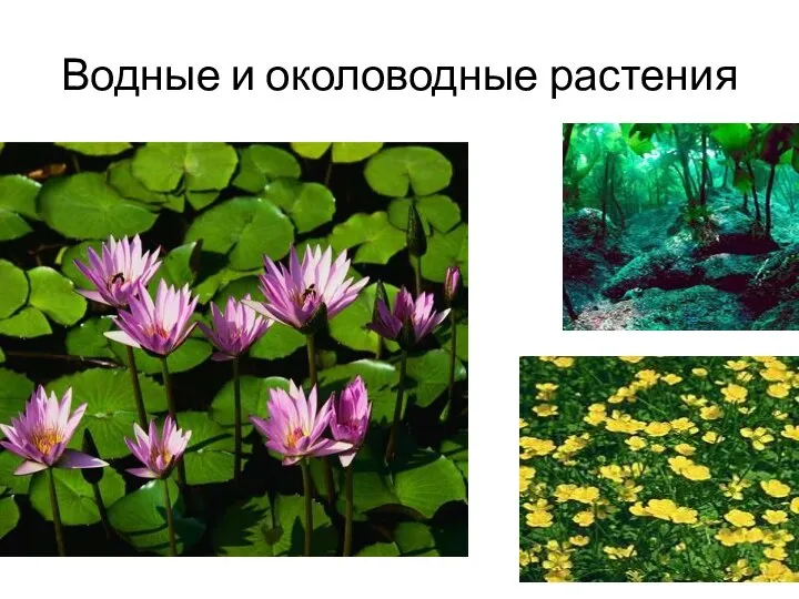 Водные и околоводные растения