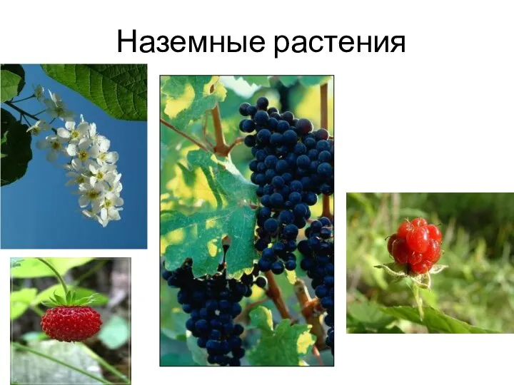 Наземные растения