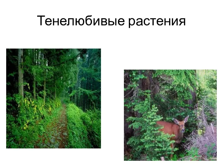 Тенелюбивые растения