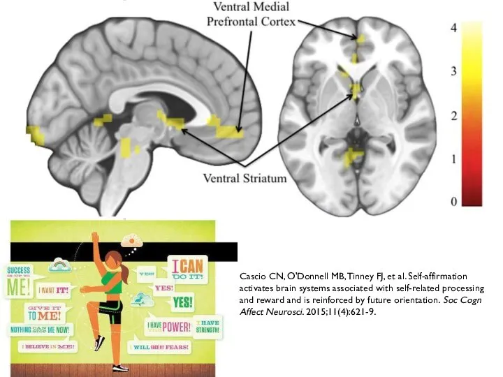 Cascio CN, O'Donnell MB, Tinney FJ, et al. Self-affirmation activates brain