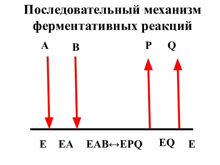 A B P Q E EA EQ E EAB↔EPQ Последовательный механизм ферментативных реакций
