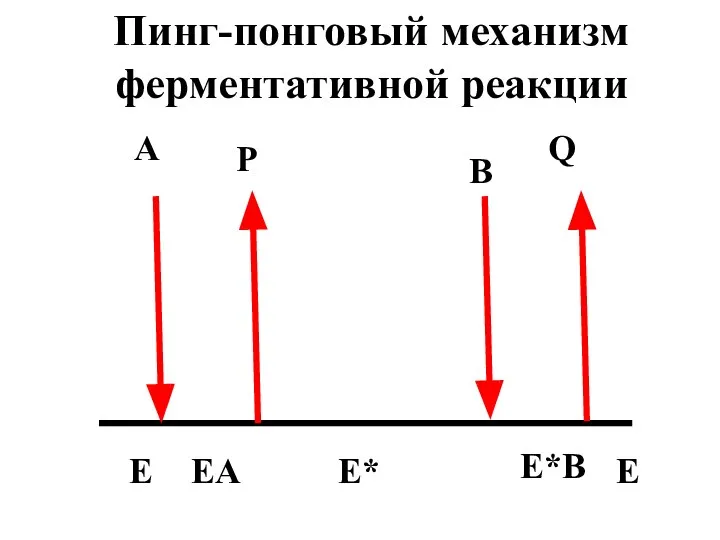 A B P Q E EA E*B E E* Пинг-понговый механизм ферментативной реакции