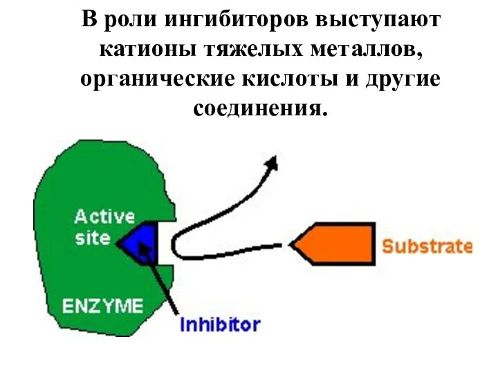 В роли ингибиторов выступают катионы тяжелых металлов, органические кислоты и другие соединения.