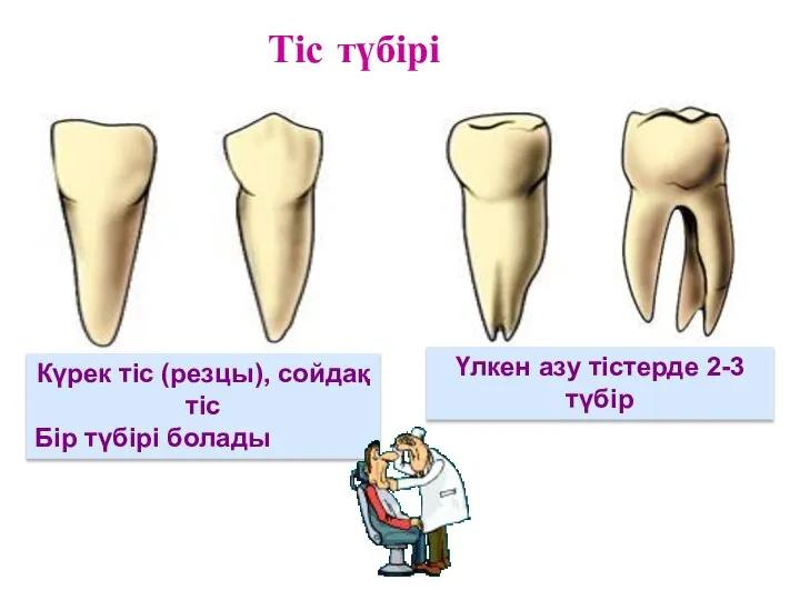 Күрек тіс (резцы), сойдақ тіс Бір түбірі болады Үлкен азу тістерде 2-3 түбір Тіс түбірі