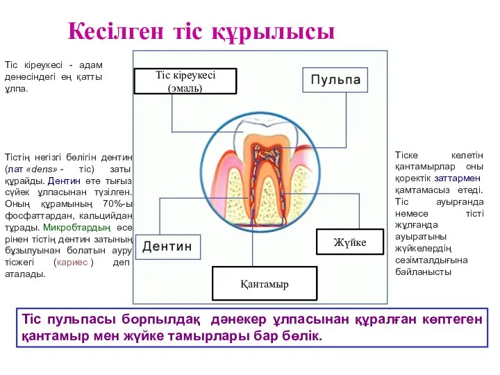 Кесілген тіс құрылысы Тіс пульпасы борпылдақ дәнекер ұлпасынан құралған көптеген қантамыр