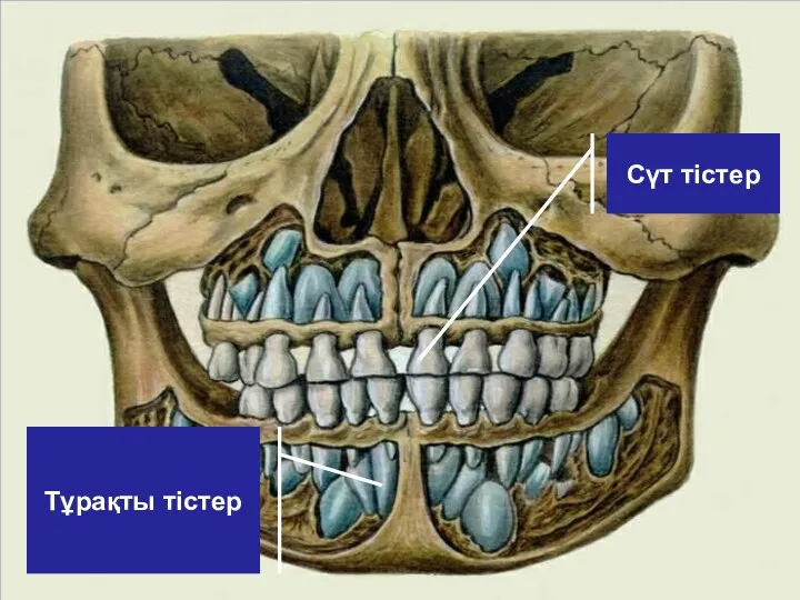 Сүт тістер Тұрақты тістер