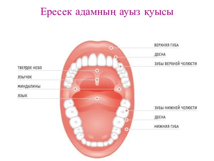 Ересек адамның ауыз қуысы