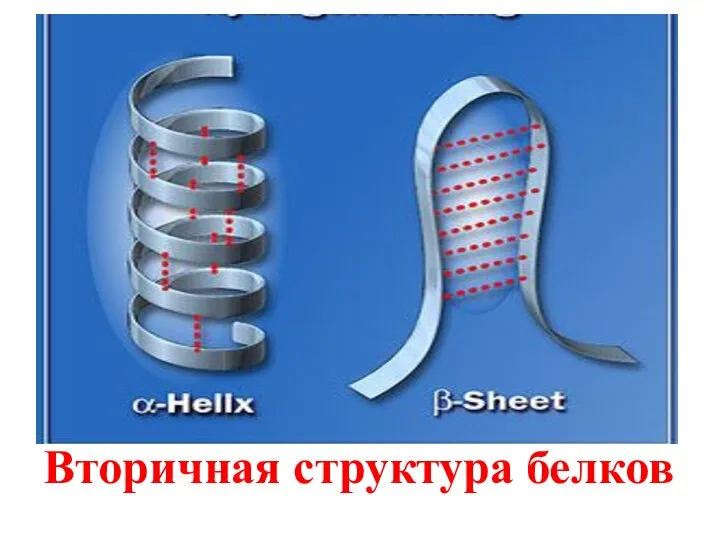 Вторичная структура белков