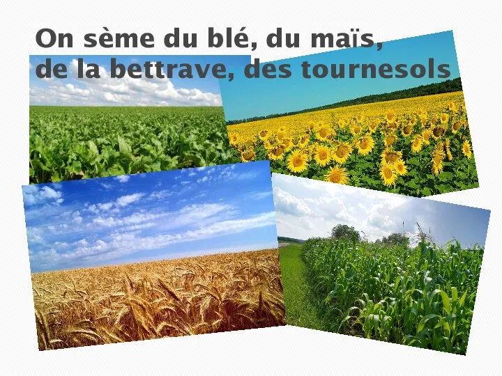 On sème du blé, du maїs, de la bettrave, des tournesols