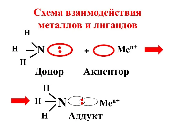 N H H H .●● Донор + Men+ Акцептор N H