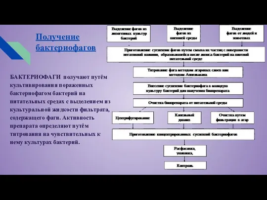 Получение бактериофагов БАКТЕРИОФАГИ ​ получают путём культивирования пораженных бактериофагом бактерий на