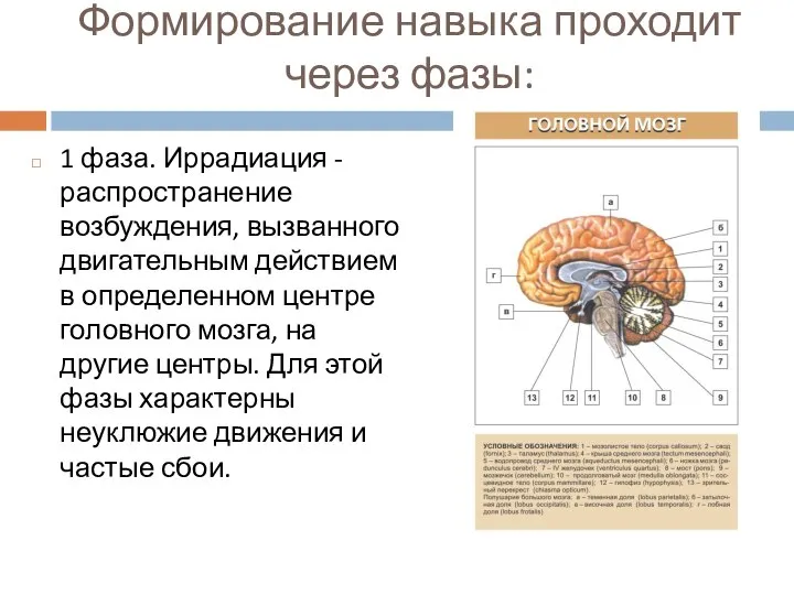 Формирование навыка проходит через фазы: 1 фаза. Иррадиация - распространение возбуждения,