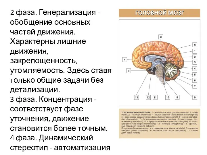 2 фаза. Генерализация - обобщение основных частей движения. Характерны лишние движения,