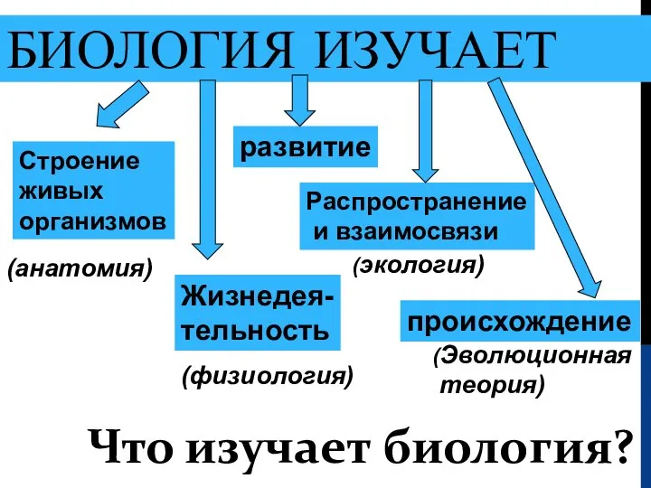 БИОЛОГИЯ ИЗУЧАЕТ Строение живых организмов Жизнедея- тельность развитие Распространение и взаимосвязи