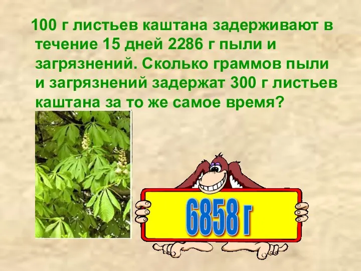 100 г листьев каштана задерживают в течение 15 дней 2286 г