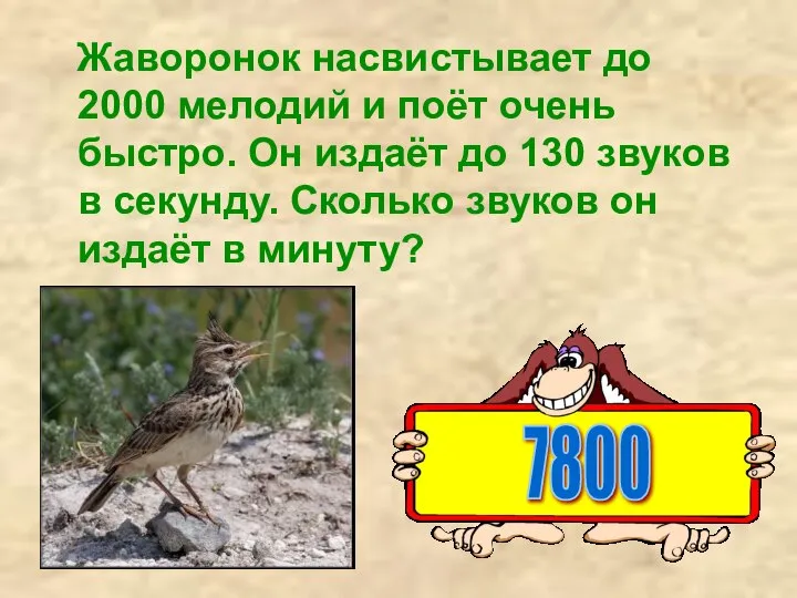 Жаворонок насвистывает до 2000 мелодий и поёт очень быстро. Он издаёт