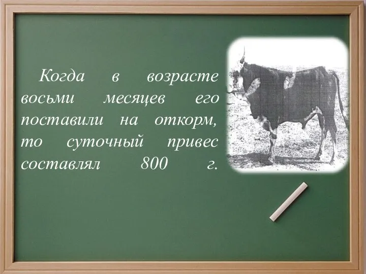 Когда в возрасте восьми месяцев его поставили на откорм, то суточный привес составлял 800 г.