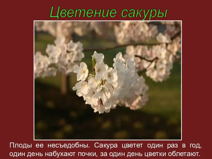 Цветение сакуры Плоды ее несъедобны. Сакура цветет один раз в год,