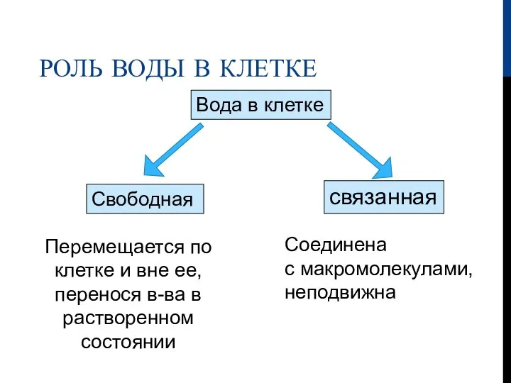 РОЛЬ ВОДЫ В КЛЕТКЕ Вода в клетке Свободная связанная Перемещается по