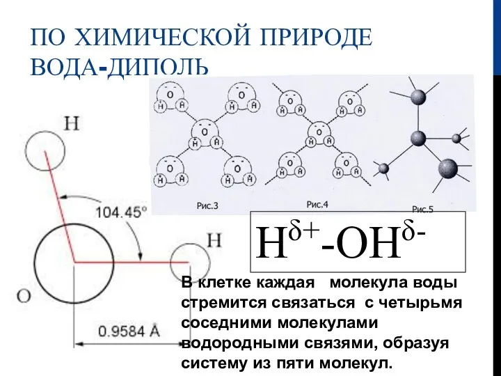 ПО ХИМИЧЕСКОЙ ПРИРОДЕ ВОДА-ДИПОЛЬ Нδ+-ОНδ- В клетке каждая молекула воды стремится