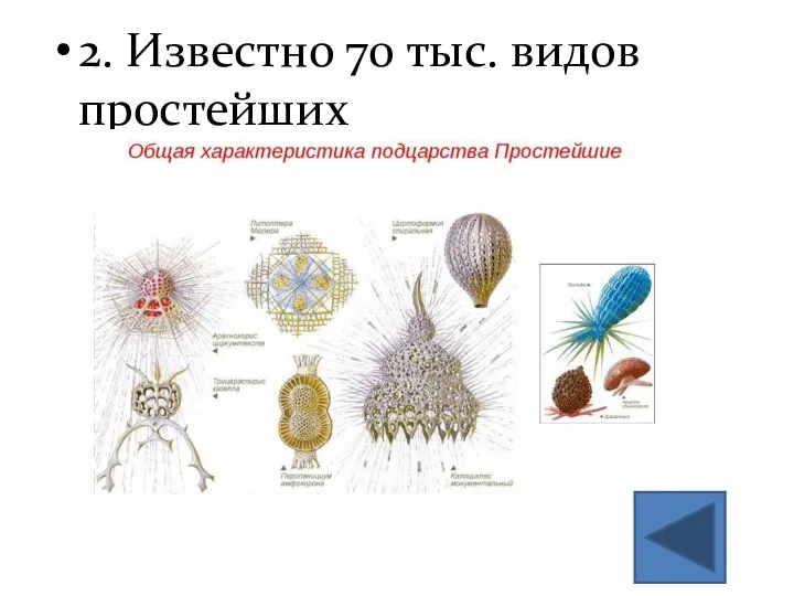 2. Известно 70 тыс. видов простейших