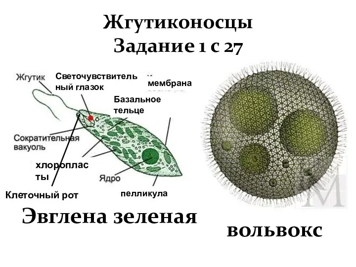 Жгутиконосцы Задание 1 с 27 Светочувствительный глазок хлоропласты Эвглена зеленая вольвокс