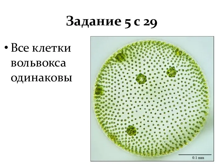 Задание 5 с 29 Все клетки вольвокса одинаковы