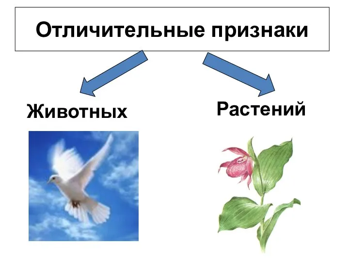 Отличительные признаки Животных Растений