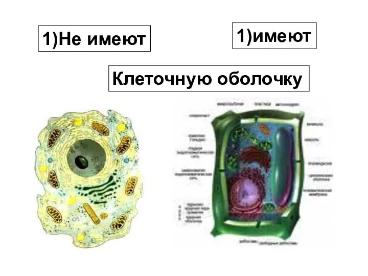 1)Не имеют 1)имеют Клеточную оболочку