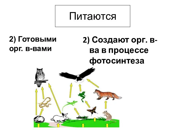 Питаются 2) Создают орг. в-ва в процессе фотосинтеза 2) Готовыми орг. в-вами