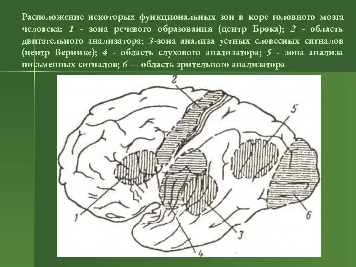 Расположение некоторых функциональных зон в коре головного мозга человека: 1 -