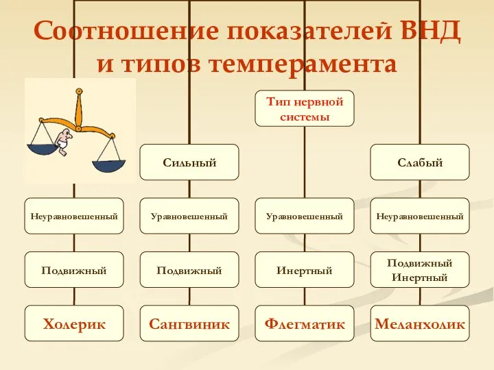 Соотношение показателей ВНД и типов темперамента