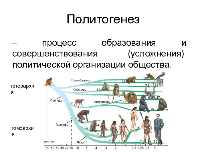 Политогенез – процесс образования и совершенствования (усложнения) политической организации общества. гомоархия гетерархия