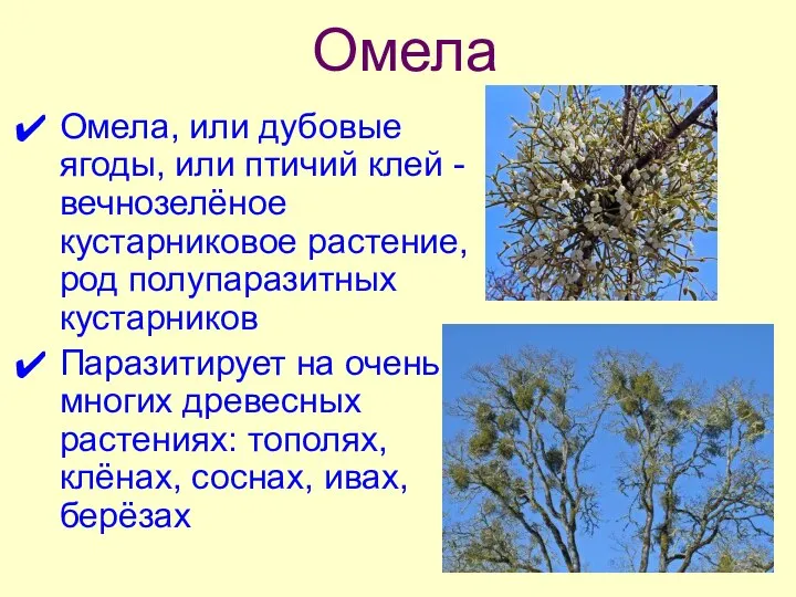 Омела Омела, или дубовые ягоды, или птичий клей - вечнозелёное кустарниковое