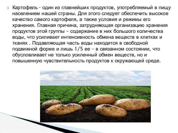 Картофель - один из главнейших продуктов, употребляемый в пищу населением нашей