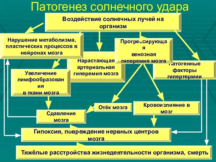 Патогенез солнечного удара Отёк мозга Кровоизлияние в мозг Нарастающая артериальная гиперемия