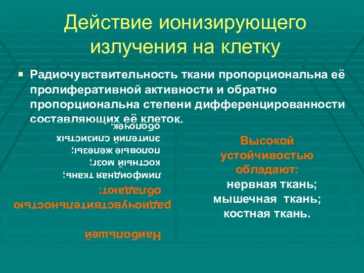 Действие ионизирующего излучения на клетку Радиочувствительность ткани пропорциональна её пролиферативной активности