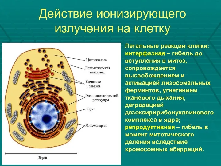 Действие ионизирующего излучения на клетку Летальные реакции клетки: интерфазная – гибель