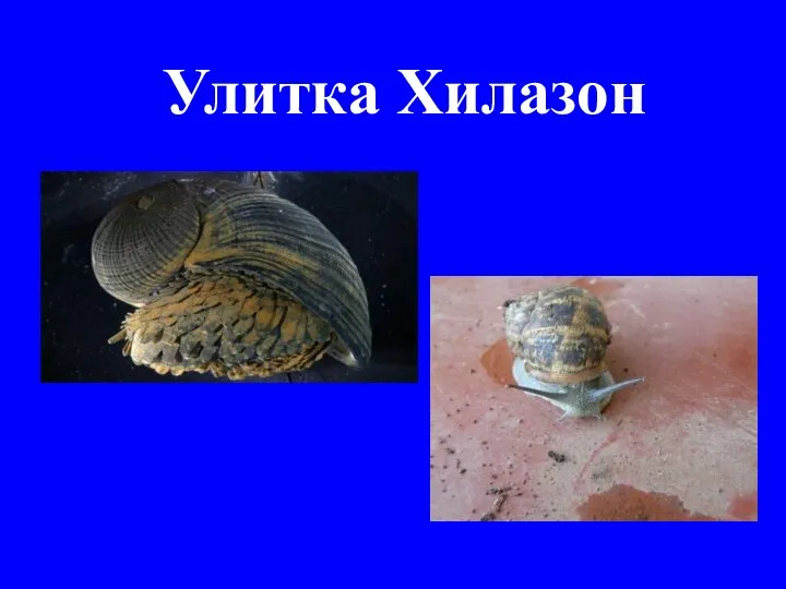 Улитка Хилазон