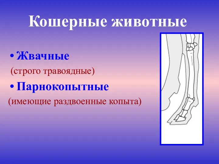 Кошерные животные Жвачные (строго травоядные) Парнокопытные (имеющие раздвоенные копыта)