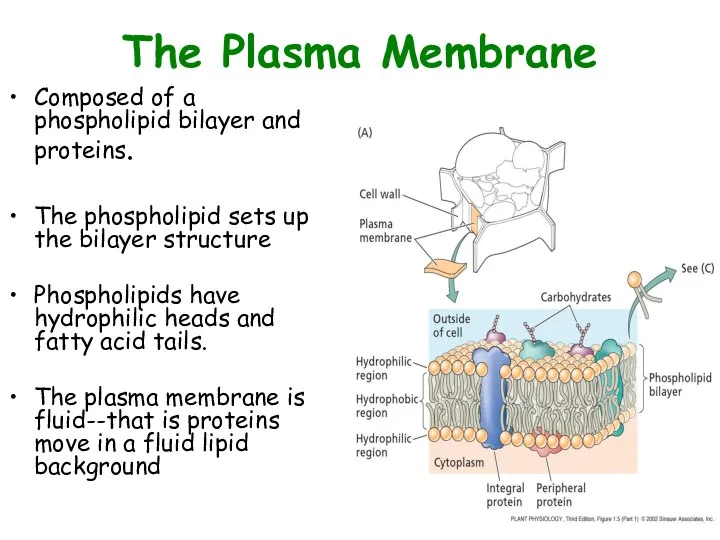 The Plasma Membrane Composed of a phospholipid bilayer and proteins. The