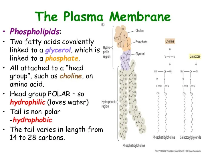 The Plasma Membrane Phospholipids: Two fatty acids covalently linked to a