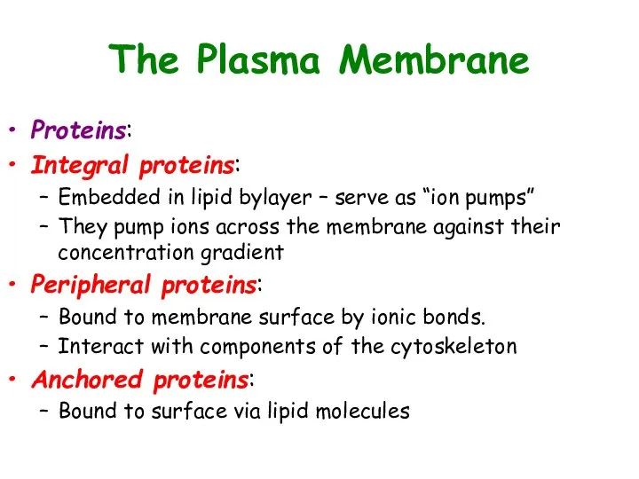 The Plasma Membrane Proteins: Integral proteins: Embedded in lipid bylayer –