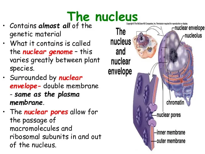 The nucleus Contains almost all of the genetic material What it