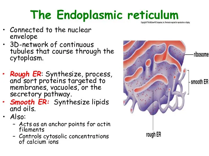 The Endoplasmic reticulum Connected to the nuclear envelope 3D-network of continuous