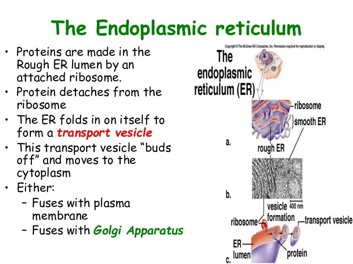 The Endoplasmic reticulum Proteins are made in the Rough ER lumen