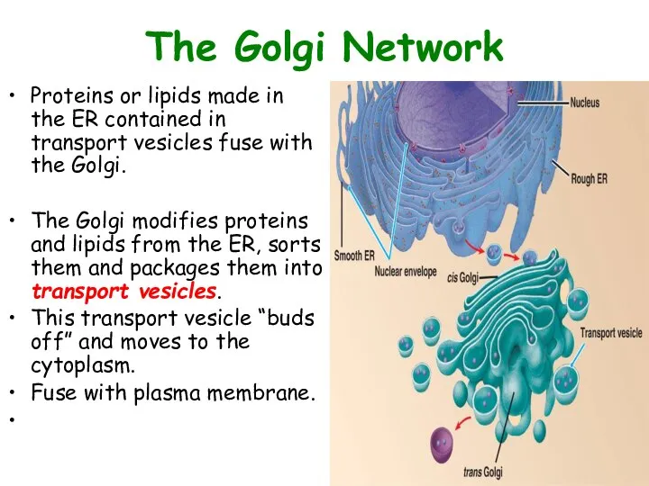 The Golgi Network Proteins or lipids made in the ER contained